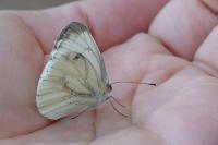 Pieris napi