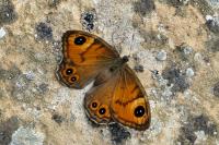 Lasiommata maera