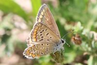 Polyommatus icarus
