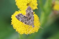 Anthophila fabriciana