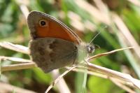 Coenonympha pamphilus
