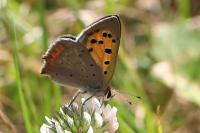 Lycaena phlaeas