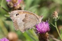 Maniola jurtina