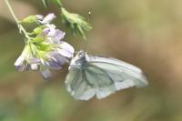 Pieris napi