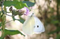 Pieris brassicae
