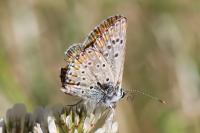 Aricia agestis