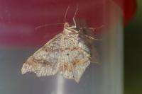 Macaria alternata