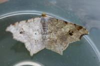 Macaria alternata