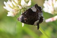 Tyta luctuosa