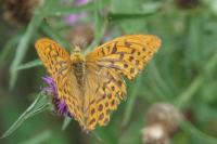 Argynnis paphia