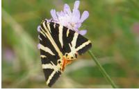 Euplagia quadripunctaria