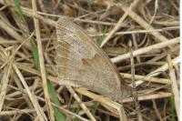 Maniola jurtina