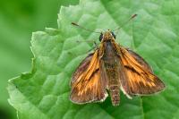 Ochlodes sylvanus