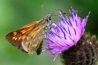 Ochlodes sylvanus