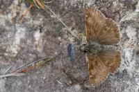 Erynnis tages