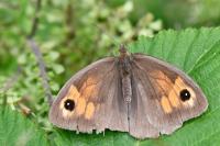 Maniola jurtina