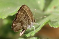 Cacyreus marshalli