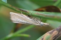 Agriphila straminella