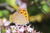 Lycaena phlaeas