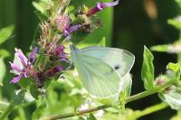 Pieris napi