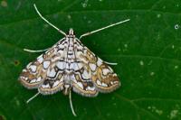 Elophila nymphaeata