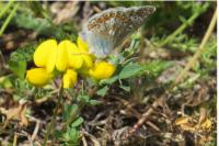 Polyommatus icarus