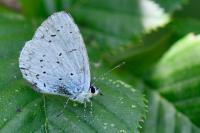 Celastrina argiolus