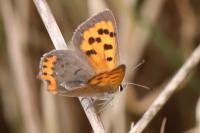 Lycaena phlaeas