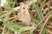 Pyronia tithonus