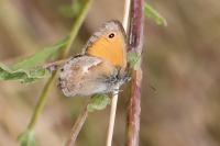 Coenonympha pamphilus
