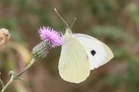 Pieris brassicae