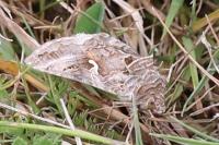 Autographa gamma