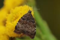 Choreutis pariana
