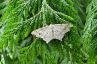 Macaria alternata