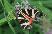 Euplagia quadripunctaria