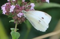 Pieris rapae