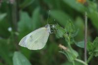 Pieris brassicae