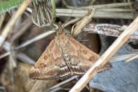 Pyrausta despicata