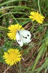 Pieris brassicae