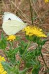 Pieris brassicae