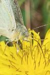 Pieris brassicae