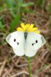 Pieris rapae