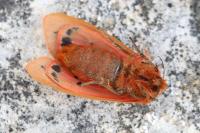 Phragmatobia fuliginosa