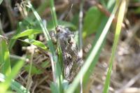Autographa gamma