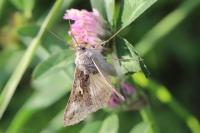Autographa gamma