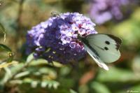 Pieris brassicae