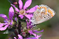 Aricia agestis
