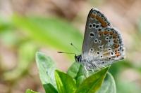 Aricia agestis
