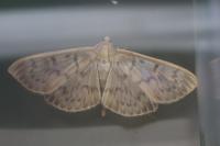 Patania ruralis