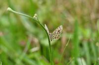 Chiasmia clathrata